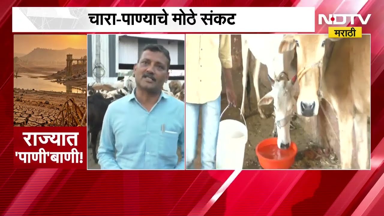 Drought Case Study | वाशीममधील गो शाळेला दुष्काळाचा फटका, चार पाण्याचं संकट ।  NDTV मराठी