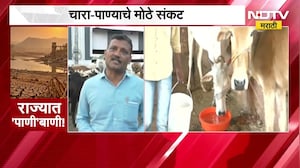 Drought Case Study | वाशीममधील गो शाळेला दुष्काळाचा फटका, चार पाण्याचं संकट ।  NDTV मराठी