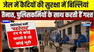 Ajmer Jail: जेल में बिल्लियां कैदियों की कर रहीं सुरक्षा, करती हैं गश्त । Top News । Breaking News