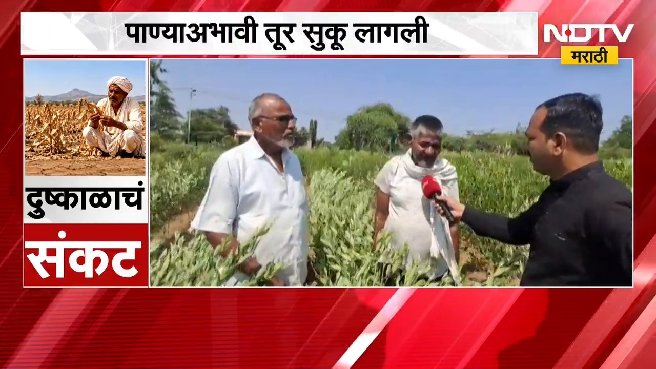आधी सोयाबीन आता दुष्काळाचा Latur मधील तुरी पिकाला मोठा फटका बसण्याची शक्यता । Drought Case Study