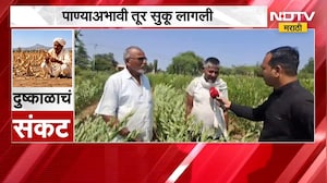 आधी सोयाबीन आता दुष्काळाचा Latur मधील तुरी पिकाला मोठा फटका बसण्याची शक्यता । Drought Case Study