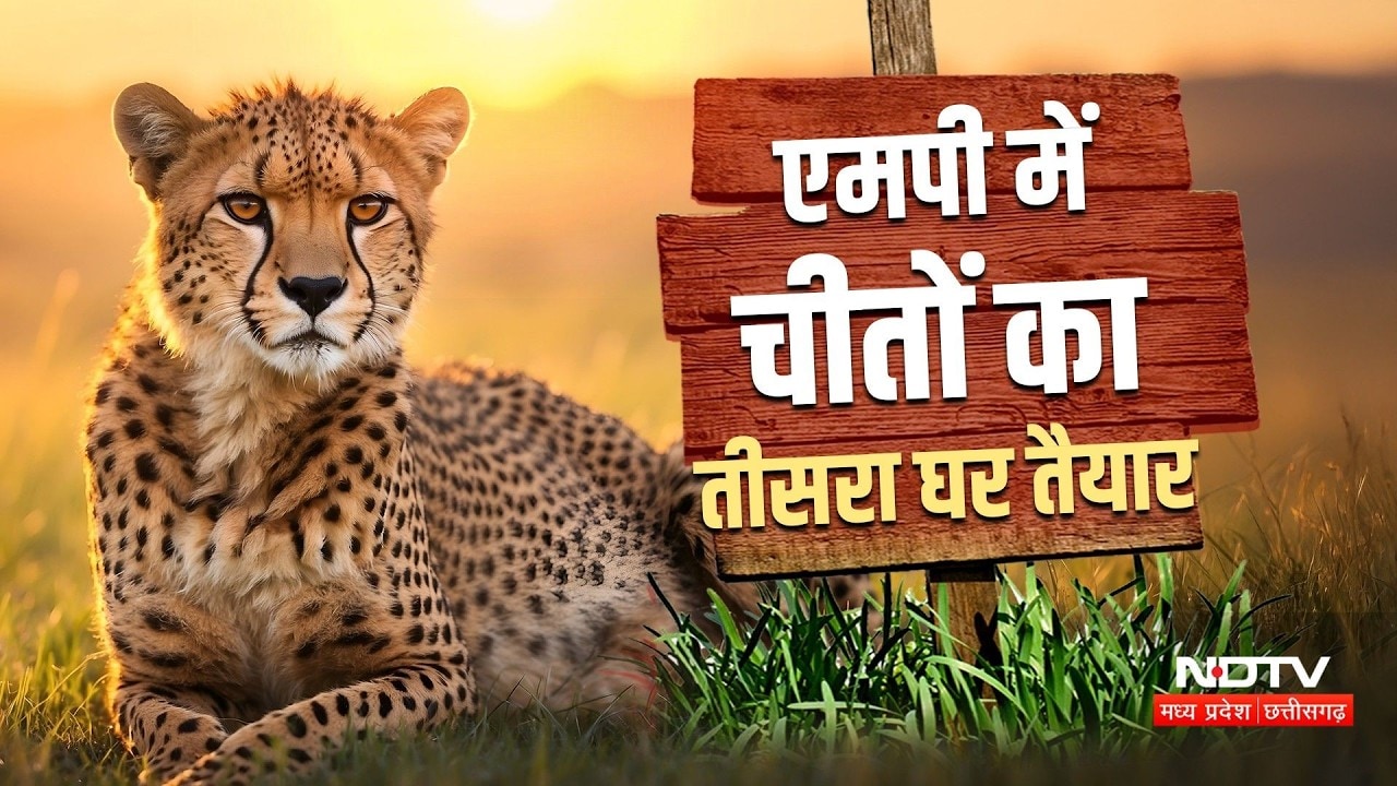 Cheetah in Sagar: 100 साल बाद सागर में चीते! बाघ-तेंदुआ-चीता होंगे साथ | Top News | Breaking News