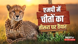 Cheetah in Sagar: 100 साल बाद सागर में चीते! बाघ-तेंदुआ-चीता होंगे साथ | Top News | Breaking News