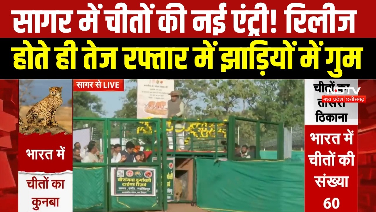 Sagar News : CM Mohan Yadav ने 2 चीतों को Rani Durgavati Reserve में छोड़ा, 60 हुआ कुनबा । Breaking
