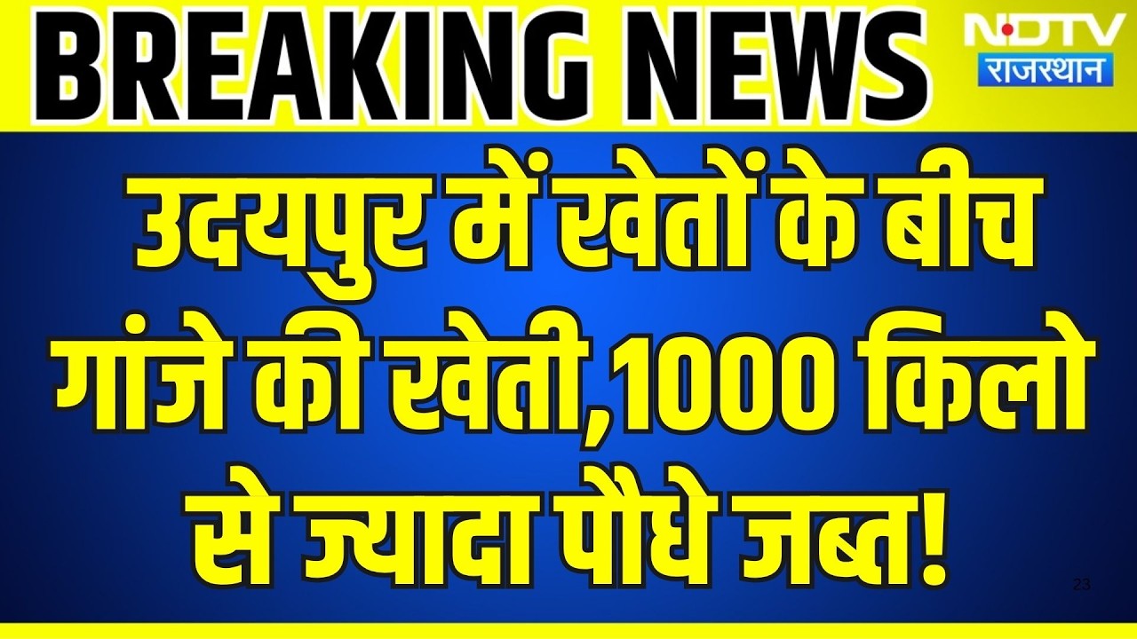 Udaipur में खेतों के बीच गांजे की खेती,1000 किलो से ज्यादा पौधे जब्त! | Breaking News | Top News
