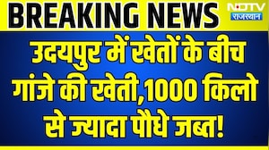 Udaipur में खेतों के बीच गांजे की खेती,1000 किलो से ज्यादा पौधे जब्त! | Breaking News | Top News
