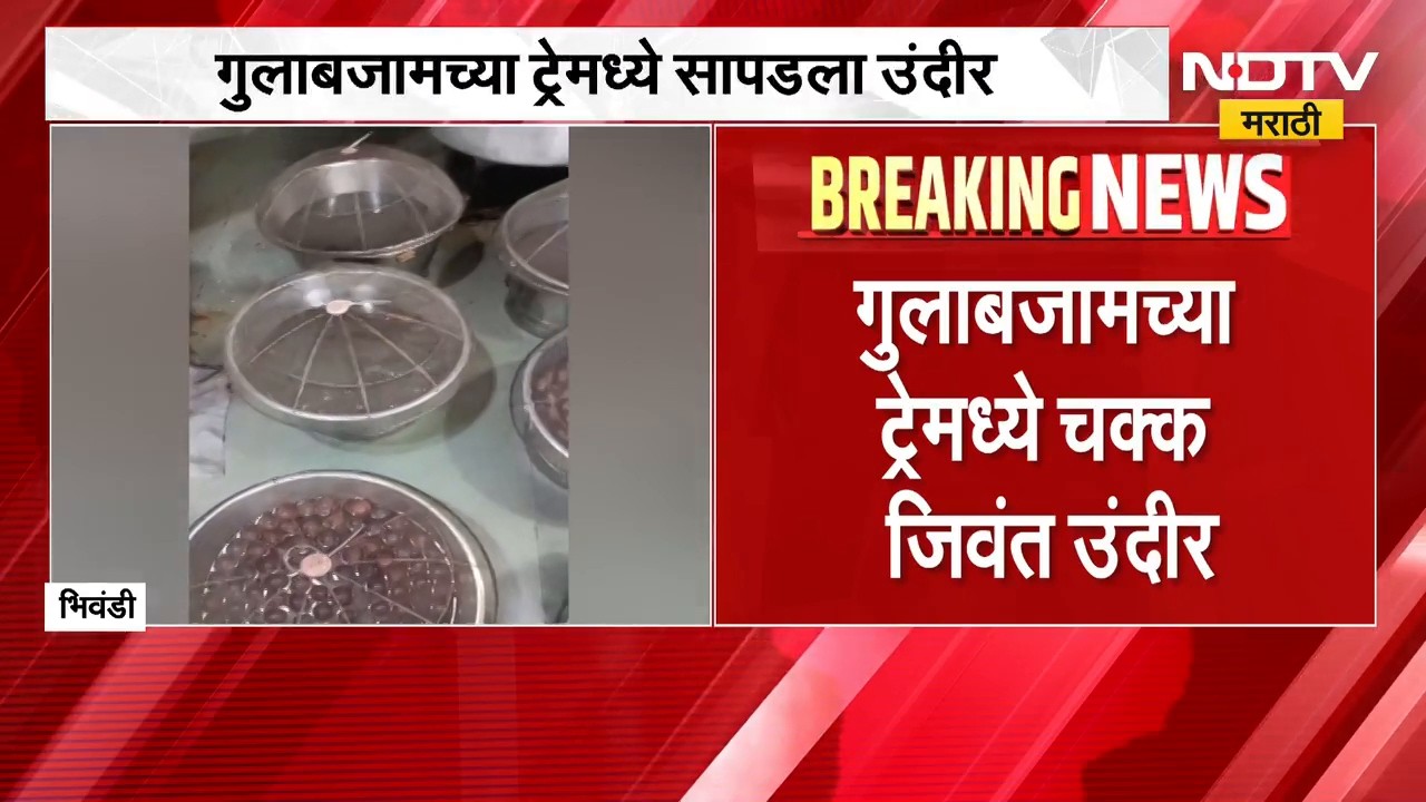 Rat In Gulabjamun | भिवंडीत गुलाबजामच्या ट्रे-मध्ये फिरतोय जिवंत उंदीर. व्हिडिओ वायरल | NDTV Marathi