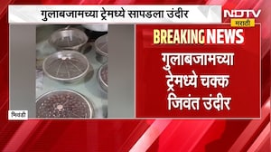 Rat In Gulabjamun | भिवंडीत गुलाबजामच्या ट्रे-मध्ये फिरतोय जिवंत उंदीर. व्हिडिओ वायरल | NDTV Marathi