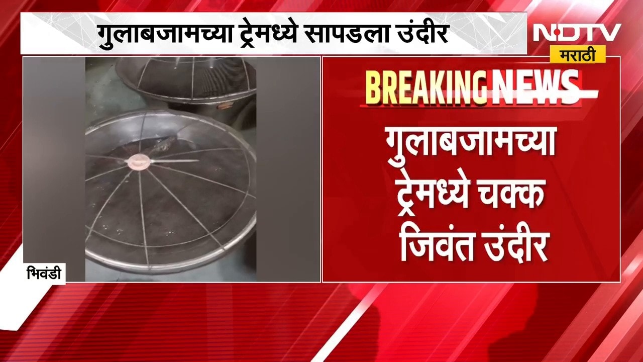 गुलाबजामच्या ट्रेमध्ये सापडला उंदीर, Bhiwandi तील व्हिडिओ व्हायरल होताच दुकानावर कारवाई | NDTV