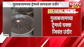 गुलाबजामच्या ट्रेमध्ये सापडला उंदीर, Bhiwandi तील व्हिडिओ व्हायरल होताच दुकानावर कारवाई | NDTV