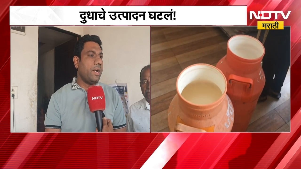Drop in milk production due to Drought | चाऱ्याचा तुटवडा, पाण्याची कमतरता, दुधाचं उत्पादन घटलं