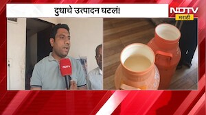 Drop in milk production due to Drought | चाऱ्याचा तुटवडा, पाण्याची कमतरता, दुधाचं उत्पादन घटलं