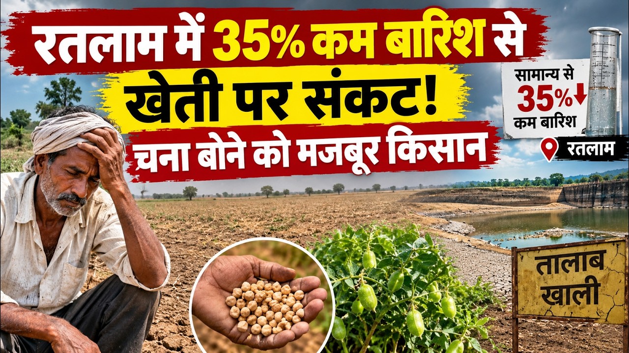 Weather Update: Ratlam में 35% कम बारिश से खेती पर संकट! गेहूं छोड़ चना बोने को मजबूर किसान |MP News