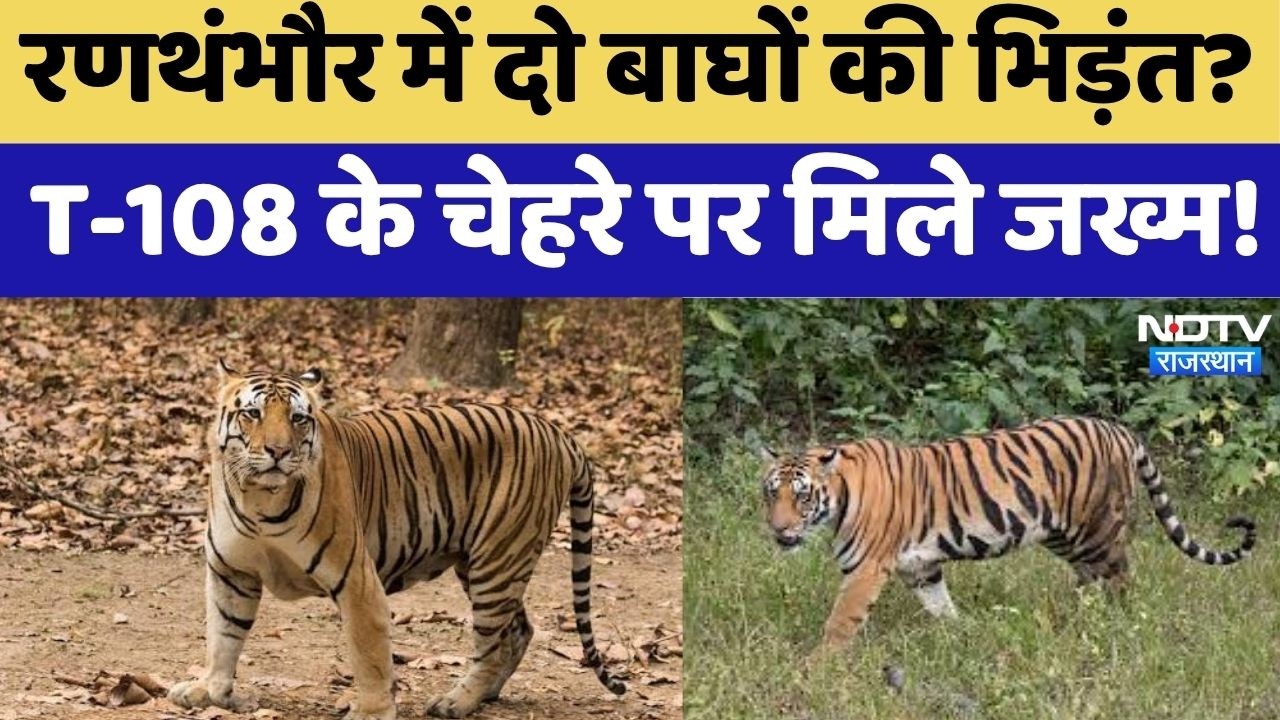 Ranthambore Tiger Reserve: रणथंभौर में बाघ T-108 घायल! वर्चस्व की लड़ाई में चेहरे पर आए जख्म