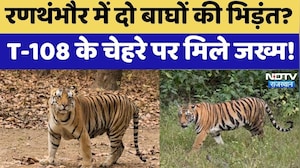 Ranthambore Tiger Reserve: रणथंभौर में बाघ T-108 घायल! वर्चस्व की लड़ाई में चेहरे पर आए जख्म