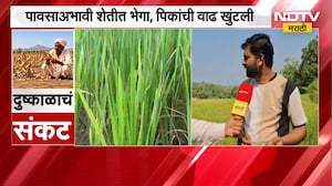 Ratnagiri News| पावसाअभावी शेतीत भेगा, पिकांची वाढ खुंटली; भातशेतीची जमीन भेगाळली | NDTV Marathi