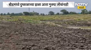 Beed Drought|दुष्काळाच्या झळा आता मुक्या जीवांनाही,माणसांसह मुक्या जीवांचाही जीव पाण्यासाठी टांगणीला