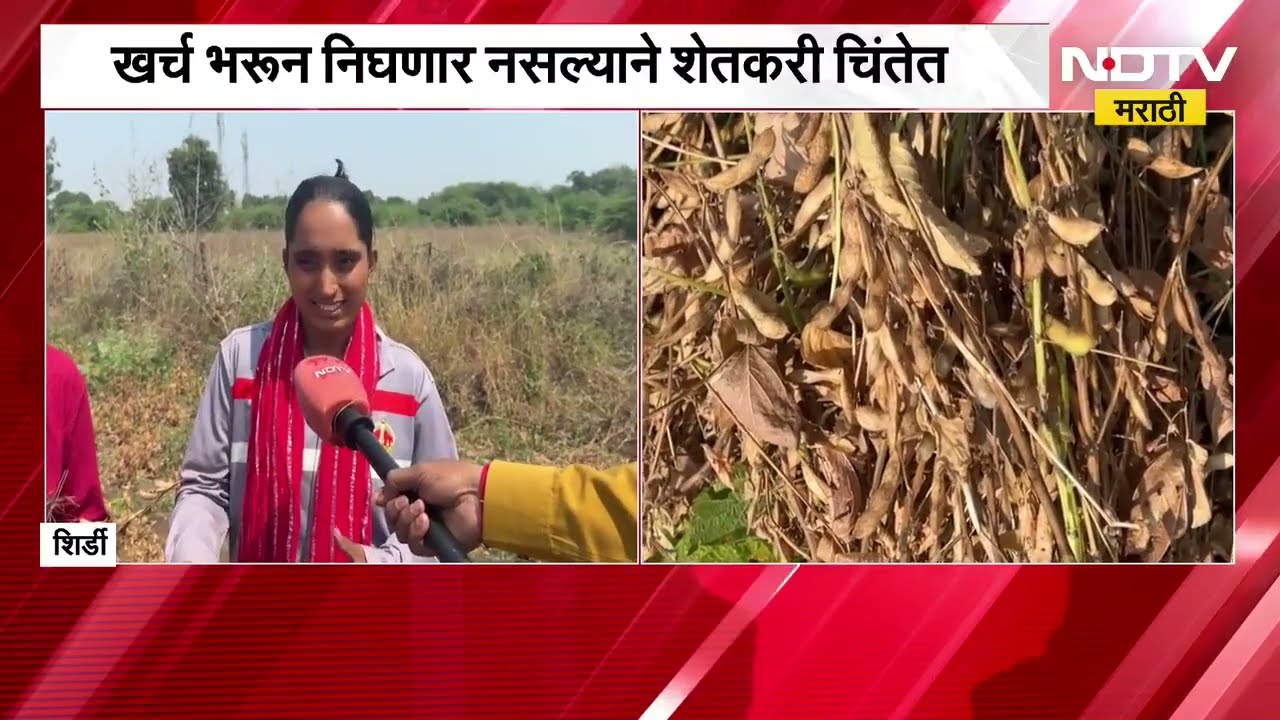 Ahilyanagar News | सोयाबीन काढणी सुरू, पण उत्पादन घटलं; शेतकरी आर्थिक संकटात l Maharashtra Drought