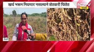 Ahilyanagar News | सोयाबीन काढणी सुरू, पण उत्पादन घटलं; शेतकरी आर्थिक संकटात l Maharashtra Drought