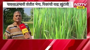 Ratnagiri| कोकणात पावसाअभावी भातशेतीची जमीन भेगाळली; पावसाअभावी शेतीत भेगा, पिकांची वाढ खुंटली