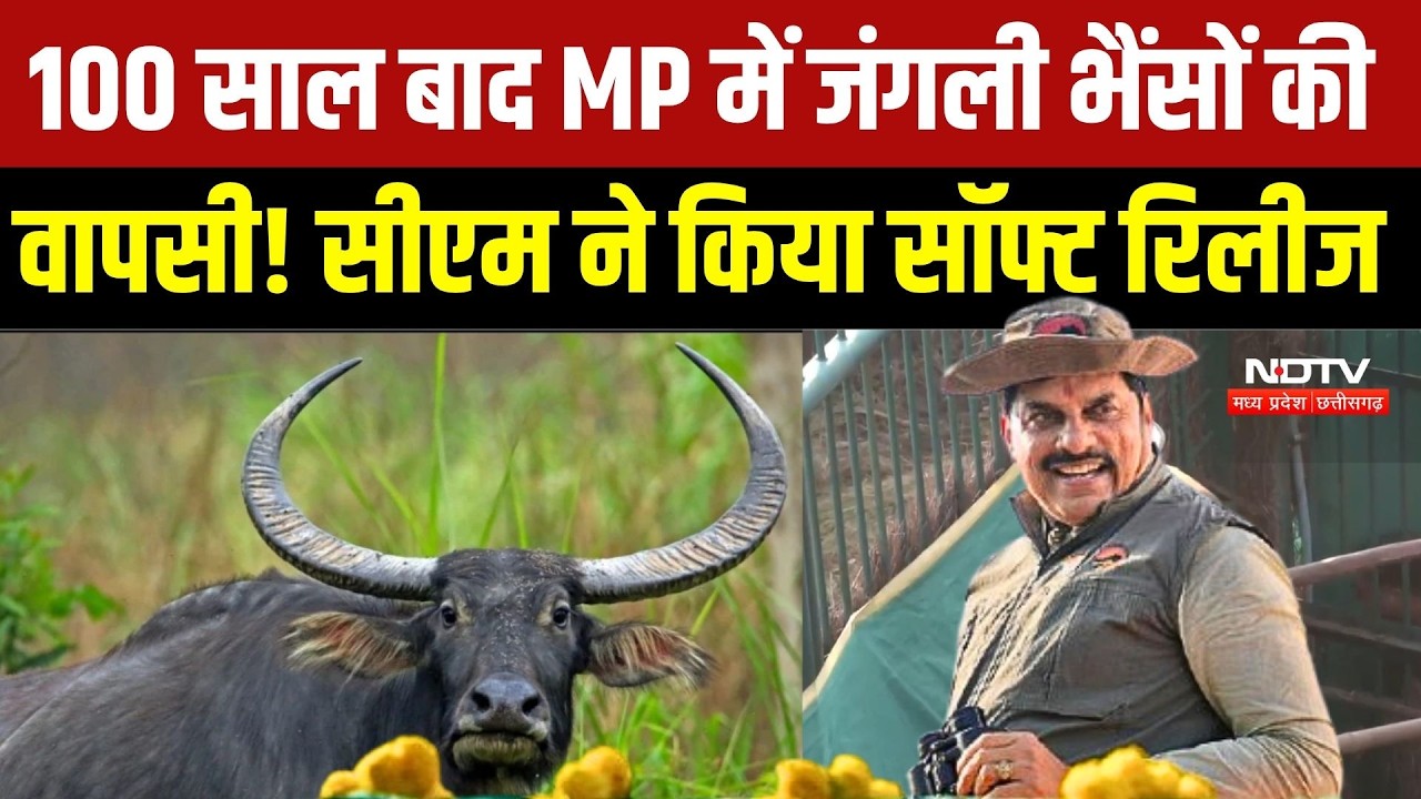 100 साल बाद जंगली भैंसों की वापसी! काजीरंगा से लाए 8 Wild Buffalo, CM ने कान्हा के जंगल में छोड़ा
