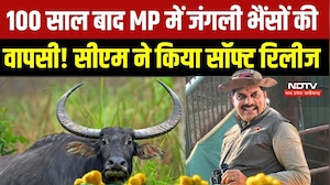 100 साल बाद जंगली भैंसों की वापसी! काजीरंगा से लाए 8 Wild Buffalo, CM ने कान्हा के जंगल में छोड़ा
