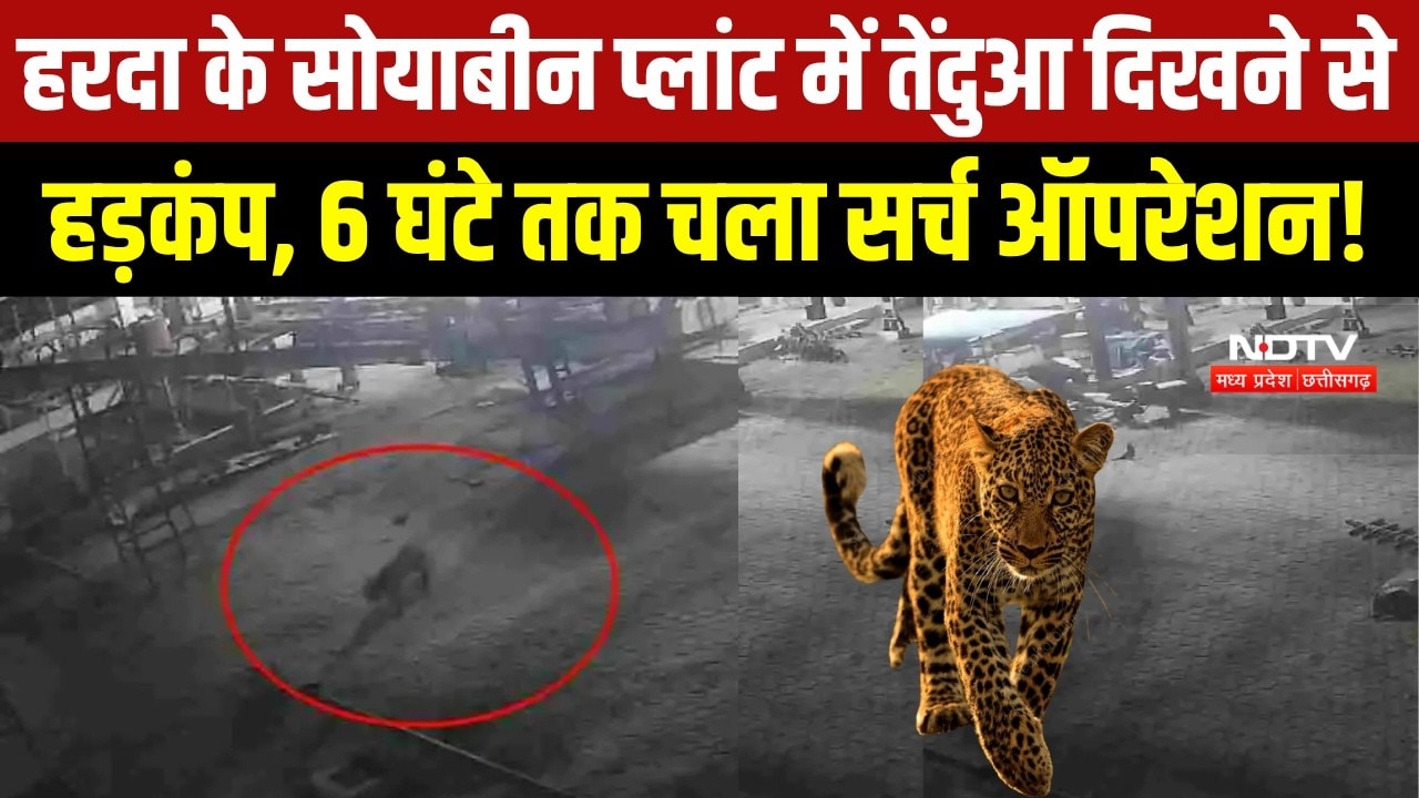 MP NEWS: Harda के सोयाबीन प्लांट में तेंदुए की आहट, 6 घंटे वन विभाग की सर्चिंग । Breaking News