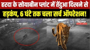 MP NEWS: Harda के सोयाबीन प्लांट में तेंदुए की आहट, 6 घंटे वन विभाग की सर्चिंग । Breaking News