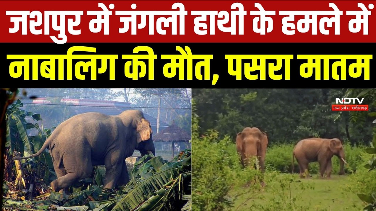 Jashpur Elephant Attack: जंगली हाथी के हमले में नाबालिग की मौत | Top Breaking News | Elephant Terror