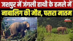 Jashpur Elephant Attack: जंगली हाथी के हमले में नाबालिग की मौत | Top Breaking News | Elephant Terror