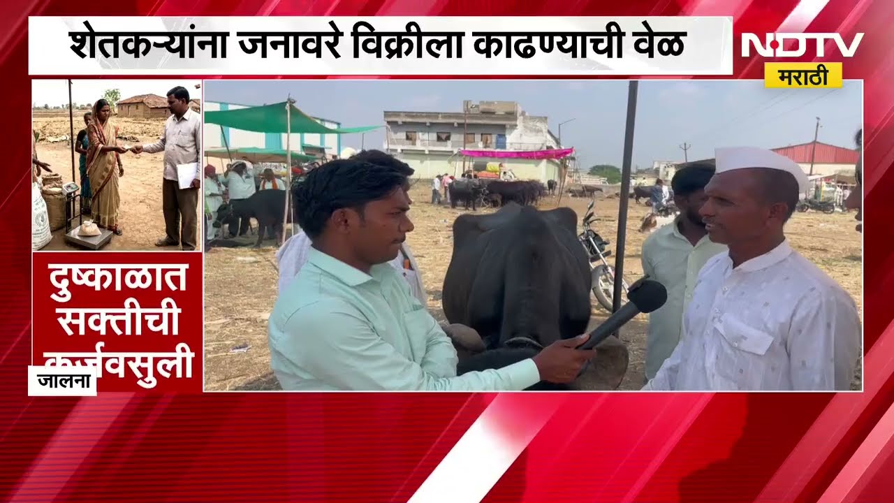 Jalna Drought| जालन्यात भीषण दुष्काळ, शेतकरी संकटात; शेतकऱ्यांना जनावरे विक्रीला काढण्याची वेळ