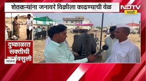 Jalna Drought| जालन्यात भीषण दुष्काळ, शेतकरी संकटात; शेतकऱ्यांना जनावरे विक्रीला काढण्याची वेळ