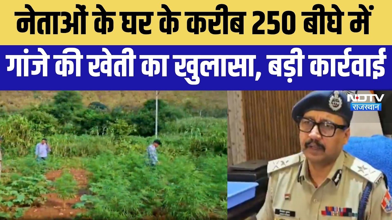 Udaipur: नेताओं के घर के करीब  250 बीघे में गांजे की खेती का खुलासा । Top News । Ganja News