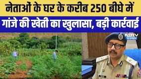 Udaipur: नेताओं के घर के करीब  250 बीघे में गांजे की खेती का खुलासा । Top News । Ganja News