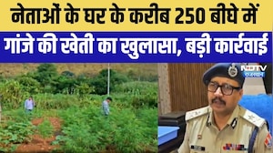 Udaipur: नेताओं के घर के करीब  250 बीघे में गांजे की खेती का खुलासा । Top News । Ganja News