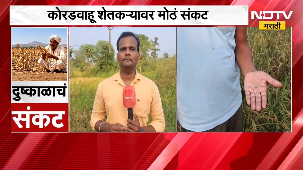 अहिल्यानगरमध्ये दुष्काळाचा दूध व्यावसायिकांना फटका, भंडाऱ्यात अत्यल्प पावसामुळे धानपिकाला फटका