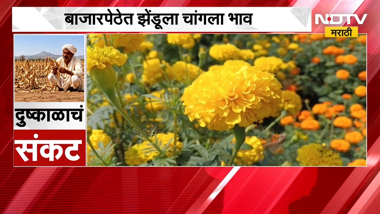 Drought News | दुष्काळाच्या काळातही झेंडूच्या फुलांची शेती, बाजारपेठेत झेंडूला चांगला भाव