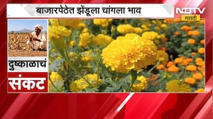 Drought News | दुष्काळाच्या काळातही झेंडूच्या फुलांची शेती, बाजारपेठेत झेंडूला चांगला भाव
