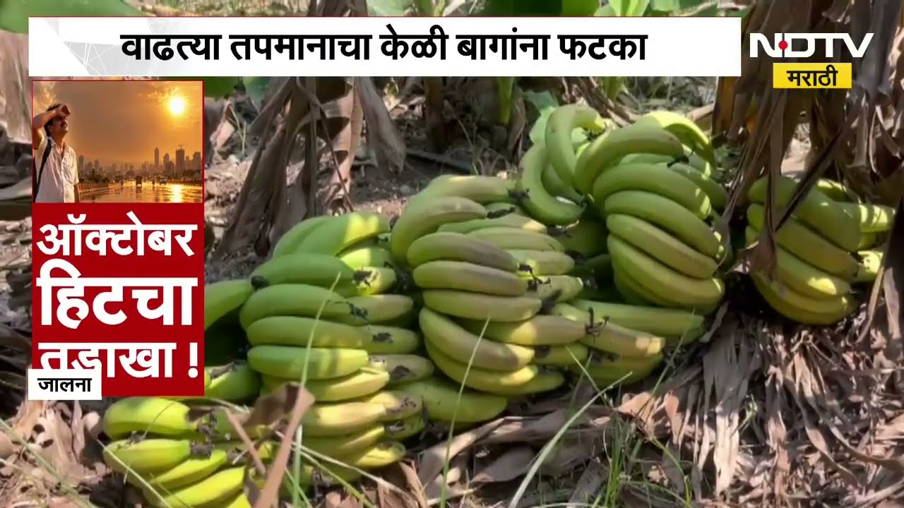 Jalna| वाढत्या तापमानाचा केळी बागांना फटका; उष्णतेमुळे केळीची झाडे उन्मळून पडली Ground Report