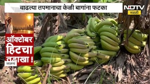 Jalna| वाढत्या तापमानाचा केळी बागांना फटका; उष्णतेमुळे केळीची झाडे उन्मळून पडली Ground Report