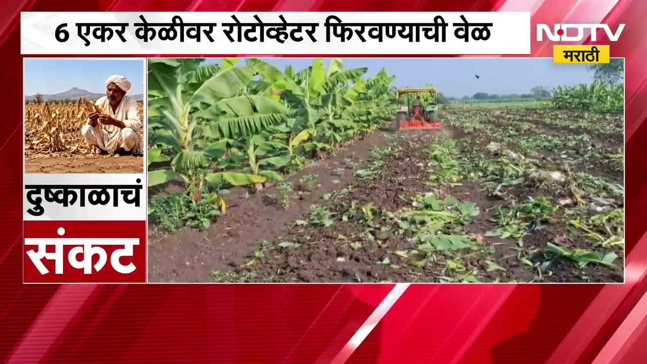 Nandurbar| शहाद्यात दुष्काळाची दाहकता वाढली; 8 एकर ऊस आणि 6 एकर केळीवर रोटोव्हेटर फिरवण्याची वेळ