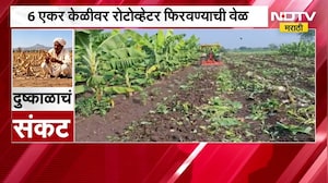 Nandurbar| शहाद्यात दुष्काळाची दाहकता वाढली; 8 एकर ऊस आणि 6 एकर केळीवर रोटोव्हेटर फिरवण्याची वेळ
