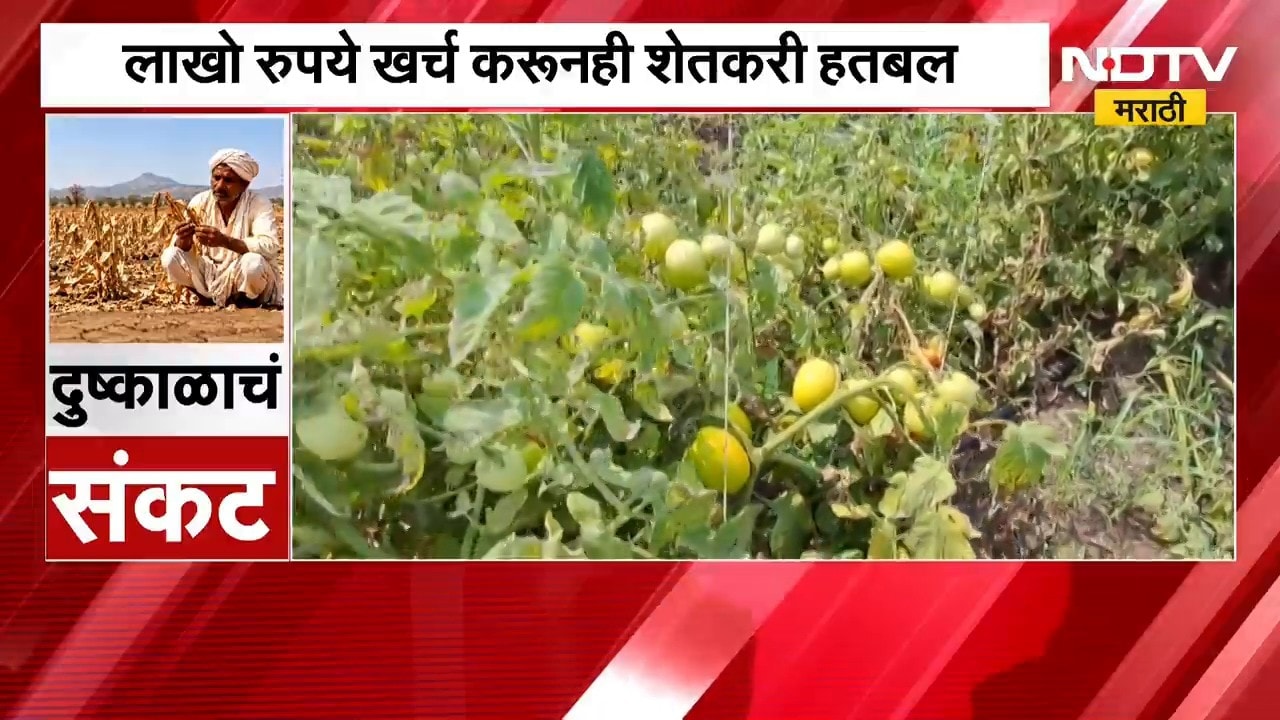 Latur News| दुष्काळ आणि रोगांचे दुहेरी संकट, टोमॅटो पिकावर करपा रोगाचा प्रादुर्भाव | NDTV Marathi