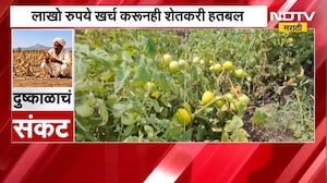 Latur News| दुष्काळ आणि रोगांचे दुहेरी संकट, टोमॅटो पिकावर करपा रोगाचा प्रादुर्भाव | NDTV Marathi