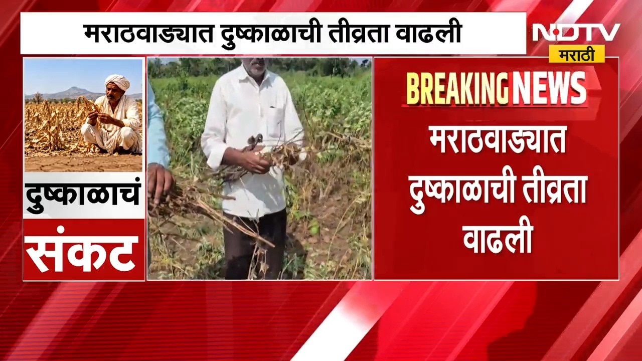 Marathwada Drought| मराठवाड्यात दुष्काळाची तीव्रता वाढली; 8290 गावात दुष्काळाचे चटके | NDTV Marathi