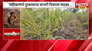 पावसाअभावी बाजरीच्या उत्पादनात झाली घट, Nashik मध्ये दुष्काळाचा बाजरी पिकाला फटका | Drought | NDTV