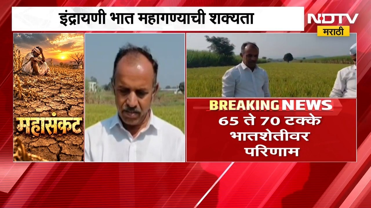 Maval News| दुष्काळाचा इंद्रायणी भात पिकाला मोठा फटका, 65 ते 70 टक्के भातशेतीवर परिणाम |NDTV Marathi