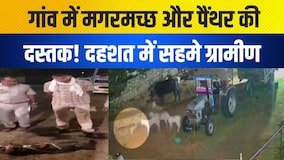 गांव में मगरमच्छ और पैंथर की दस्तक! दहशत में सहमे ग्रामीण|Rajasthan| Sikar| Crocodile