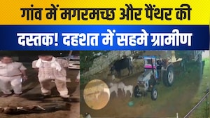 गांव में मगरमच्छ और पैंथर की दस्तक! दहशत में सहमे ग्रामीण|Rajasthan| Sikar| Crocodile