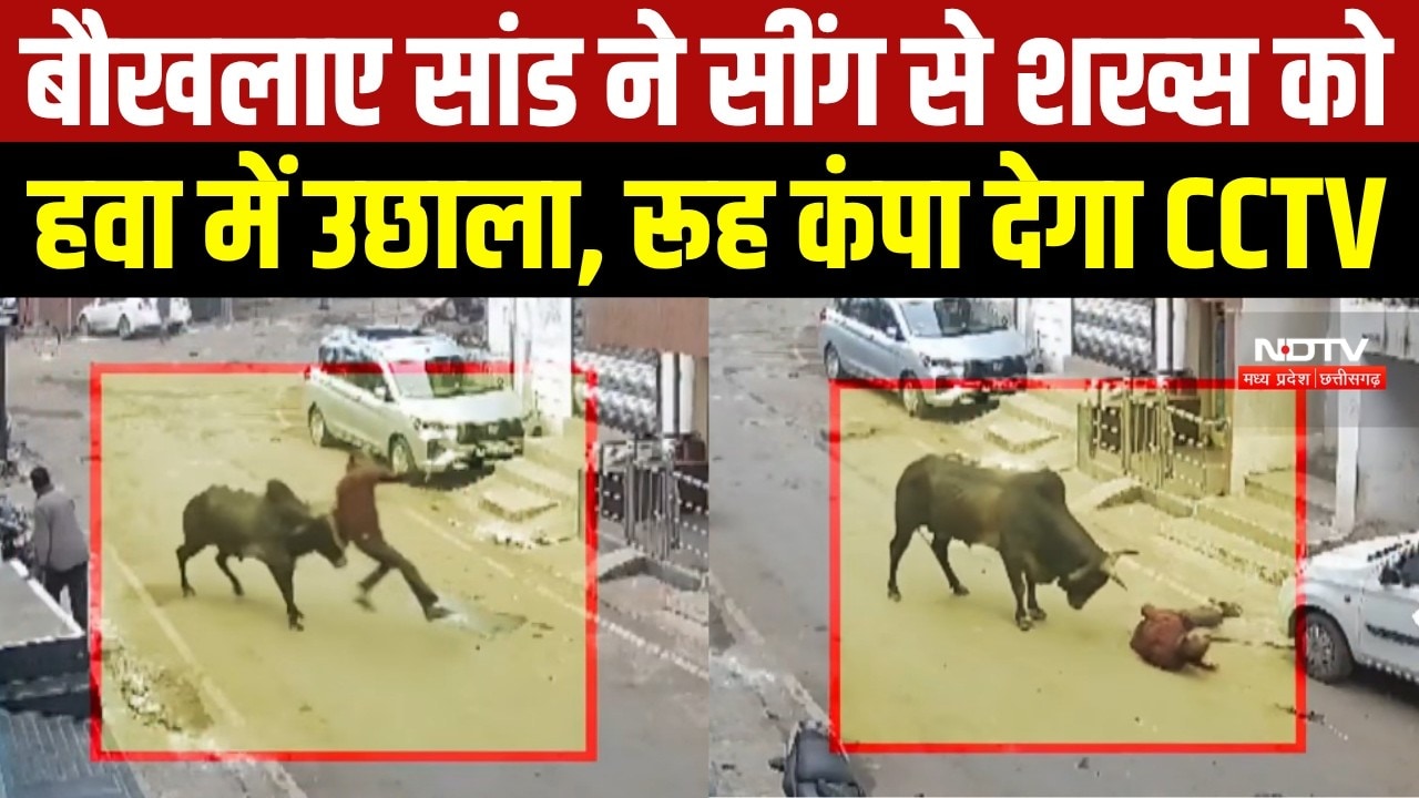 Mandla News: राहगीर पर सांड का जानलेवा हमला, CCTV में कैद खौफनाक मंजर! । Breaking News